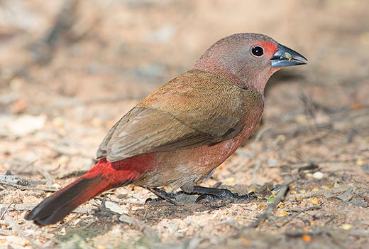 Jamesons Firefinch female